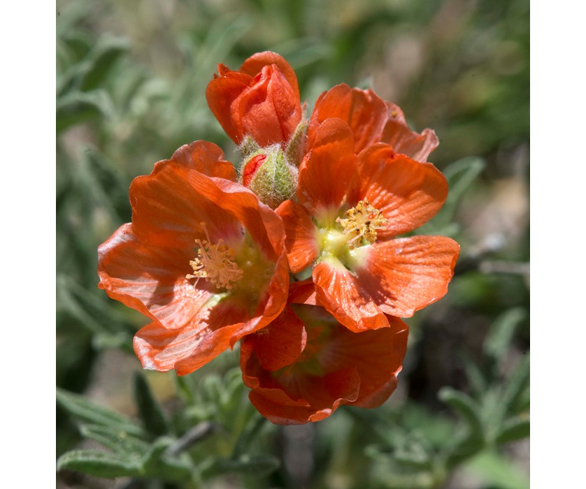 Munro's Globemallow